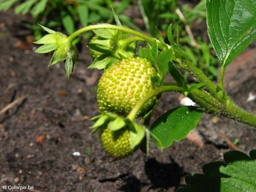fresas Foto fresas