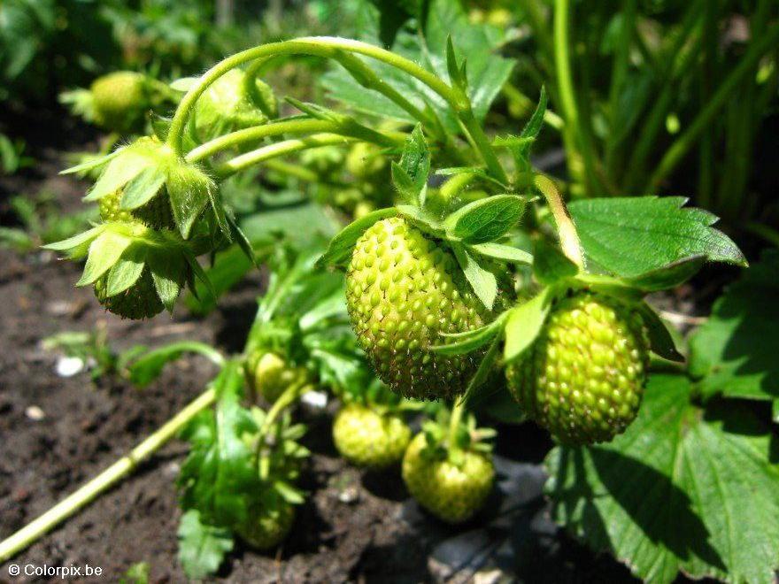 fresas Foto fresas