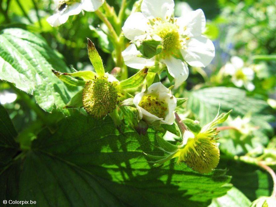 fresas Foto fresas
