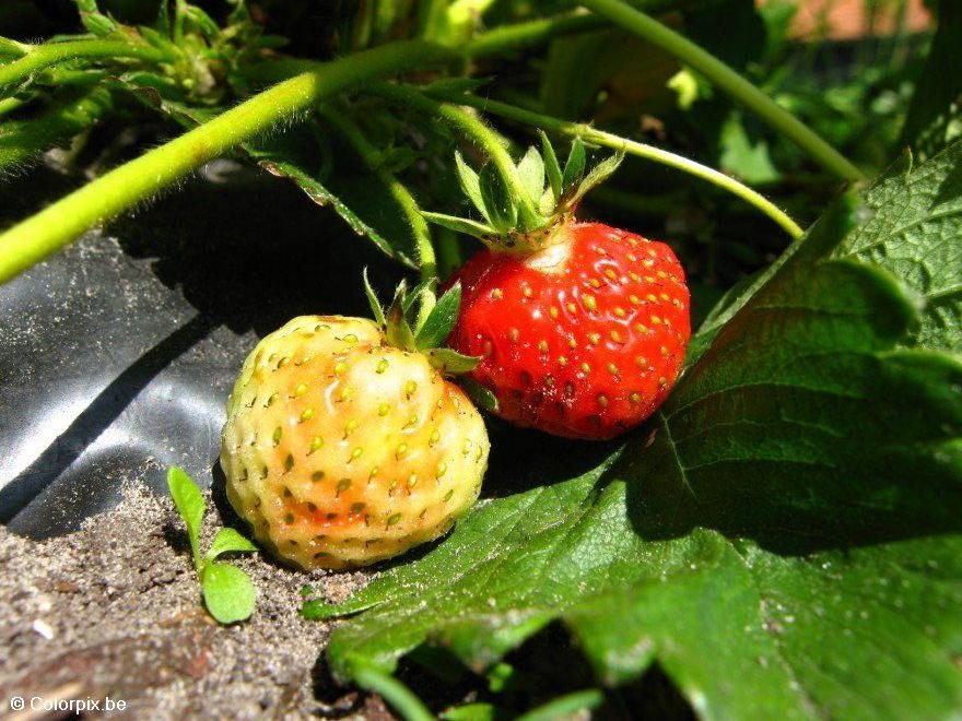 fresas Foto fresas