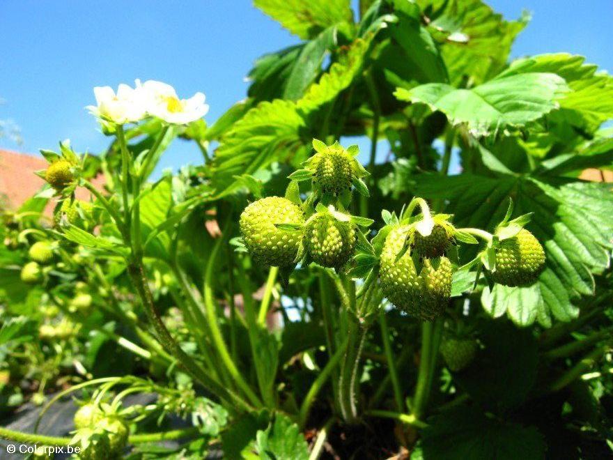fresas Foto fresas