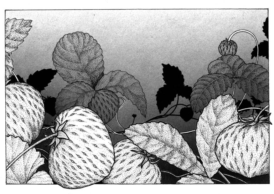 fresas Dibujo para colorear fresas