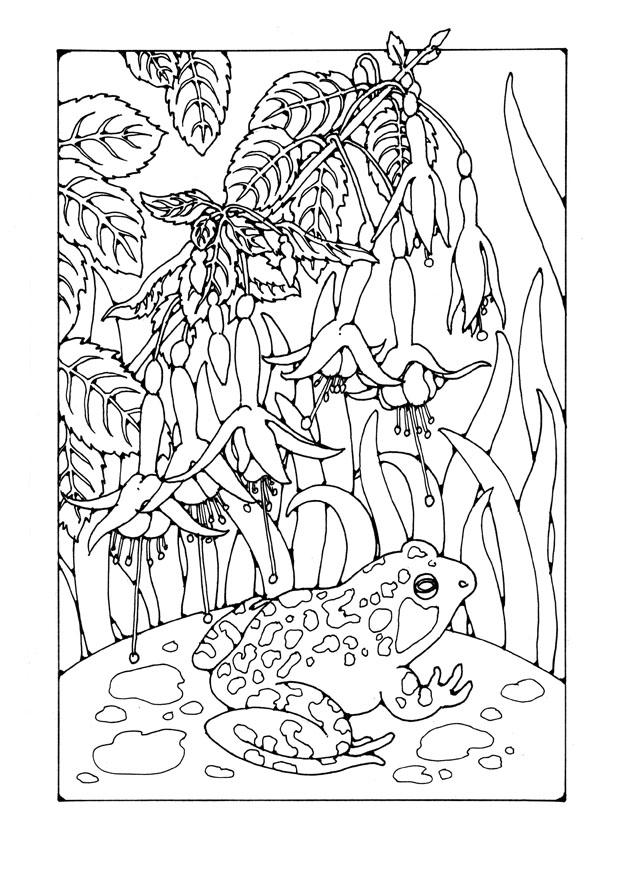 fucsia con rana Dibujo para colorear fucsia con rana
