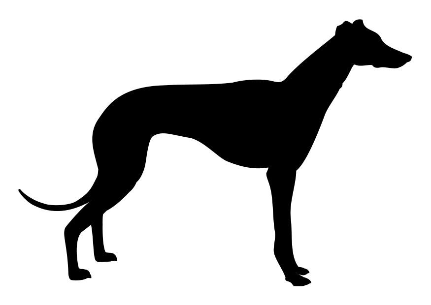 galgo Dibujo para colorear galgo