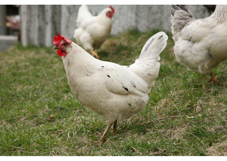 gallina Foto gallina