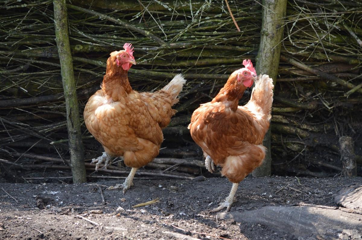 gallinas Foto gallinas