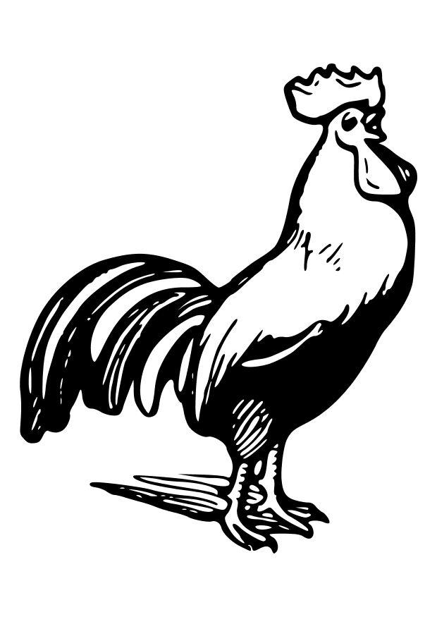 Dibujo para colorear gallo