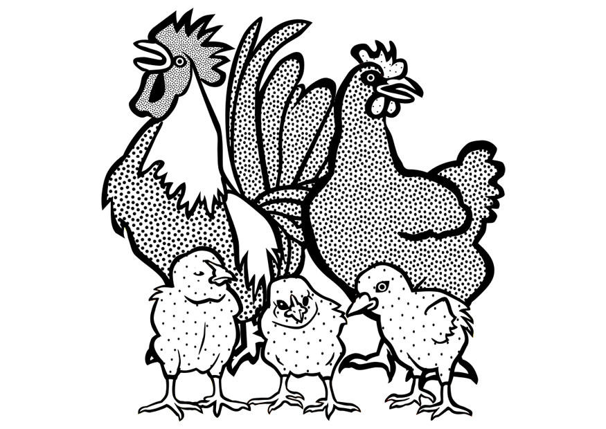 gallo, gallina y polluelos Dibujo para colorear gallo, gallina y polluelos