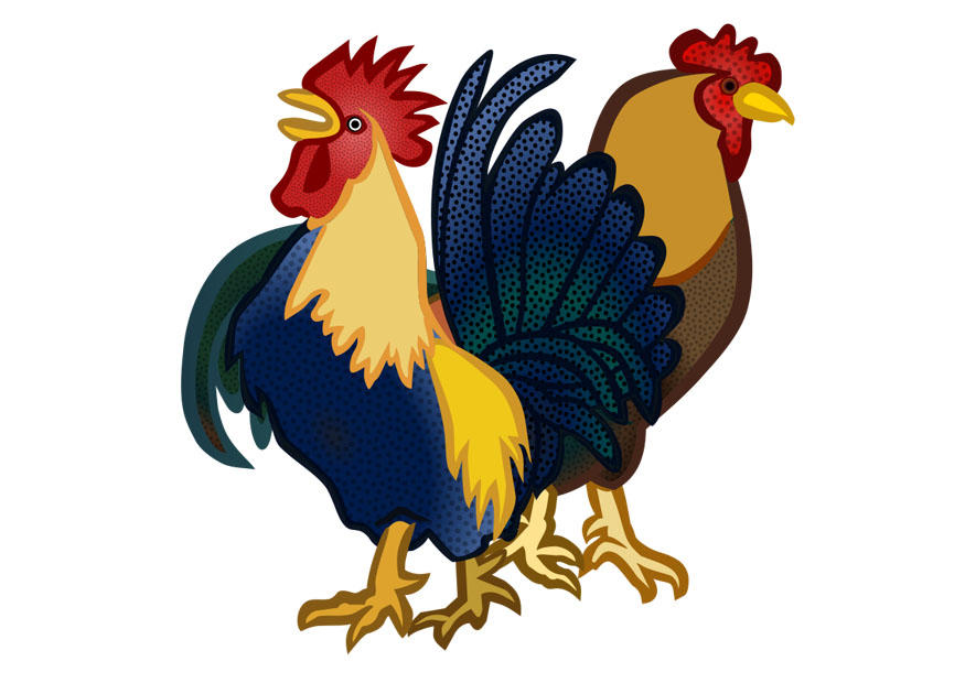 gallo y gallina Imagen gallo y gallina