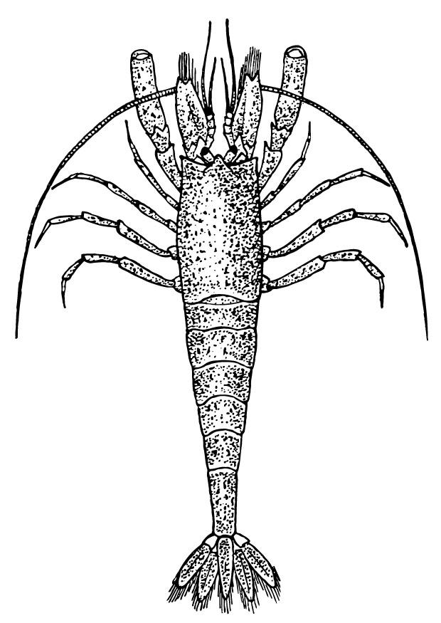 gamba Dibujo para colorear gamba