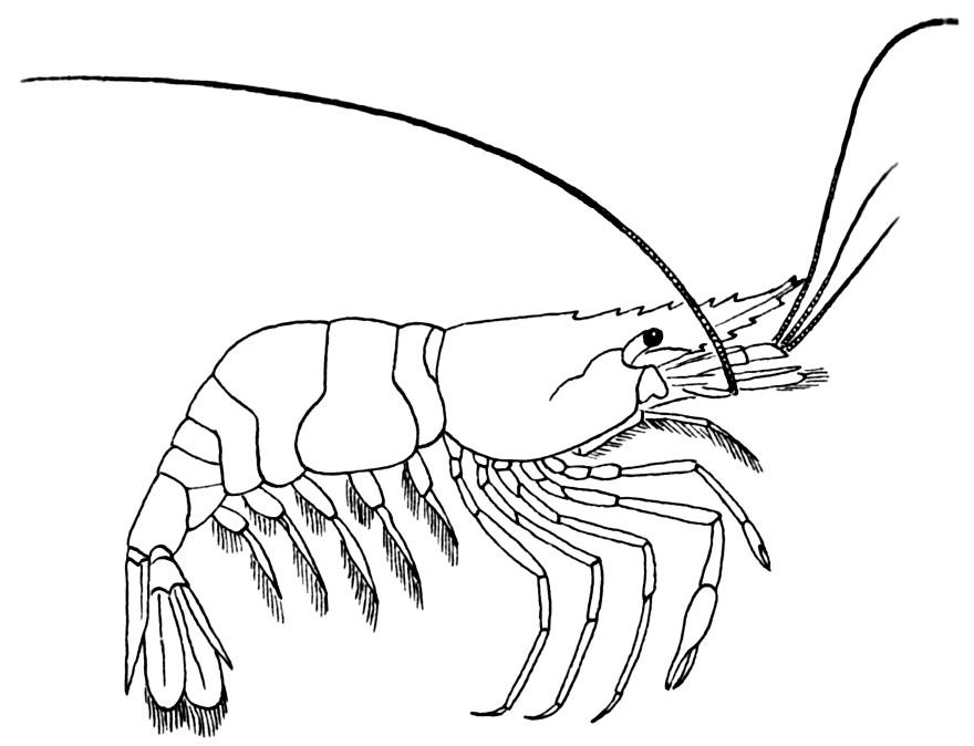 gamba Dibujo para colorear gamba