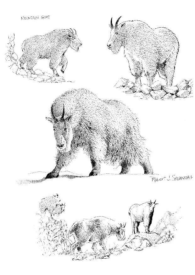 gamuza Dibujo para colorear gamuza