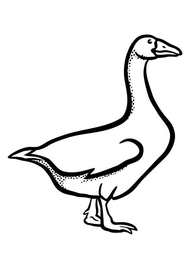 ganso Dibujo para colorear ganso