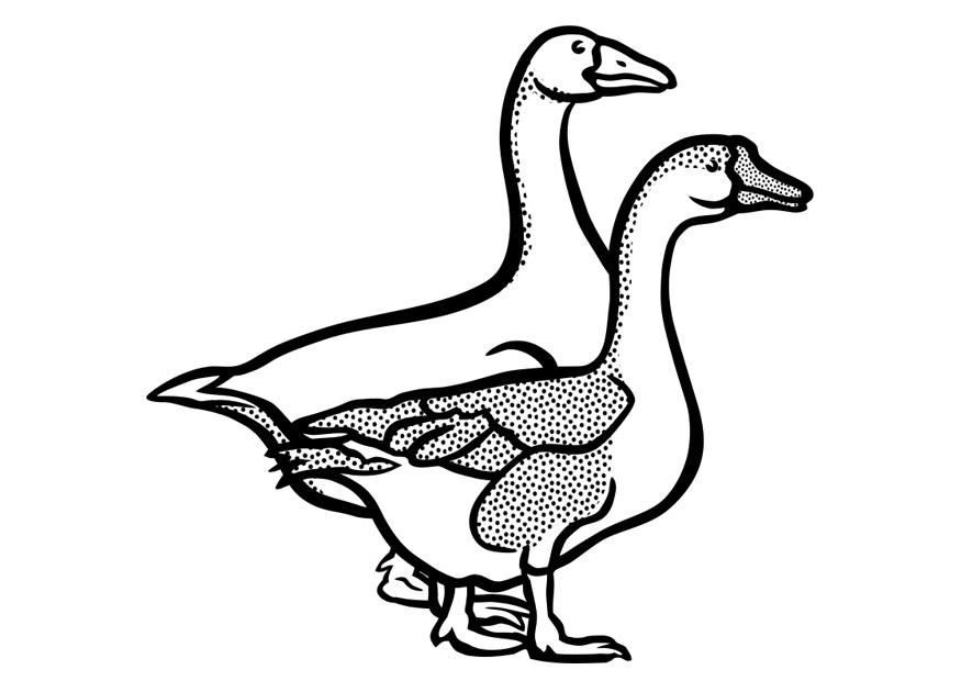 gansos Dibujo para colorear gansos