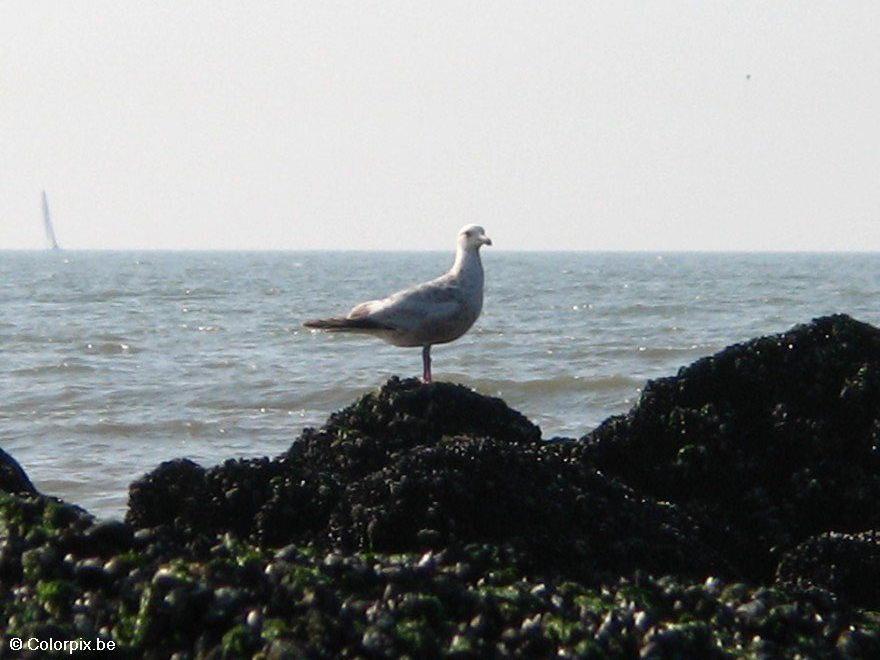 gaviota Foto gaviota