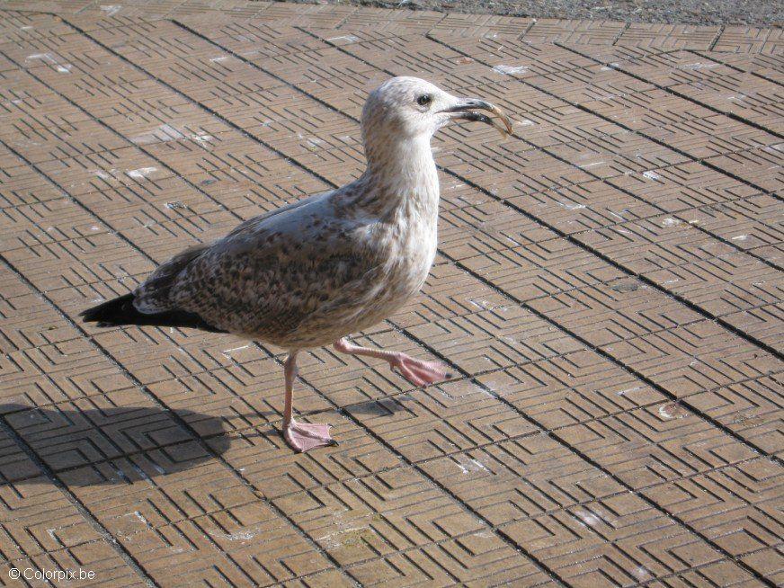 gaviota Foto gaviota