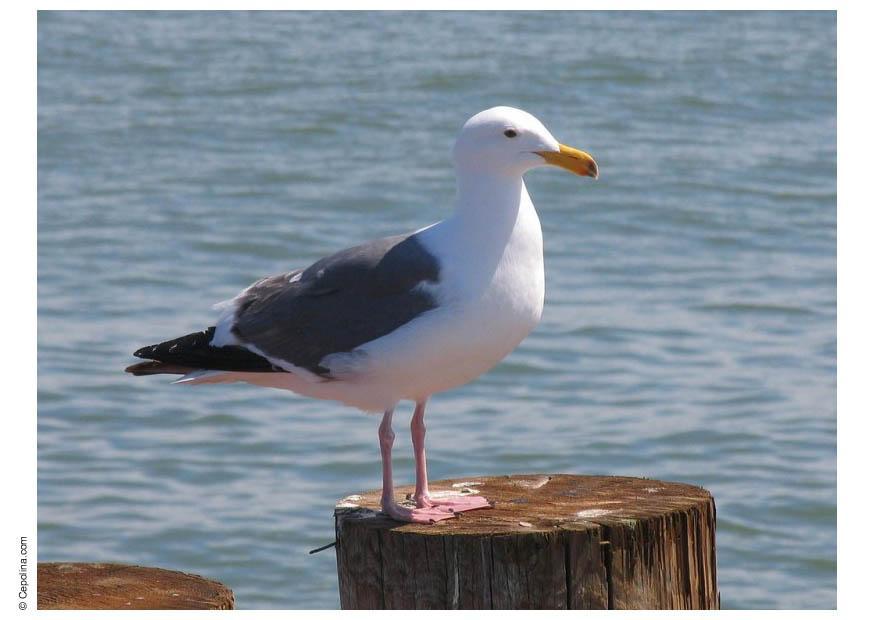 gaviota Foto gaviota