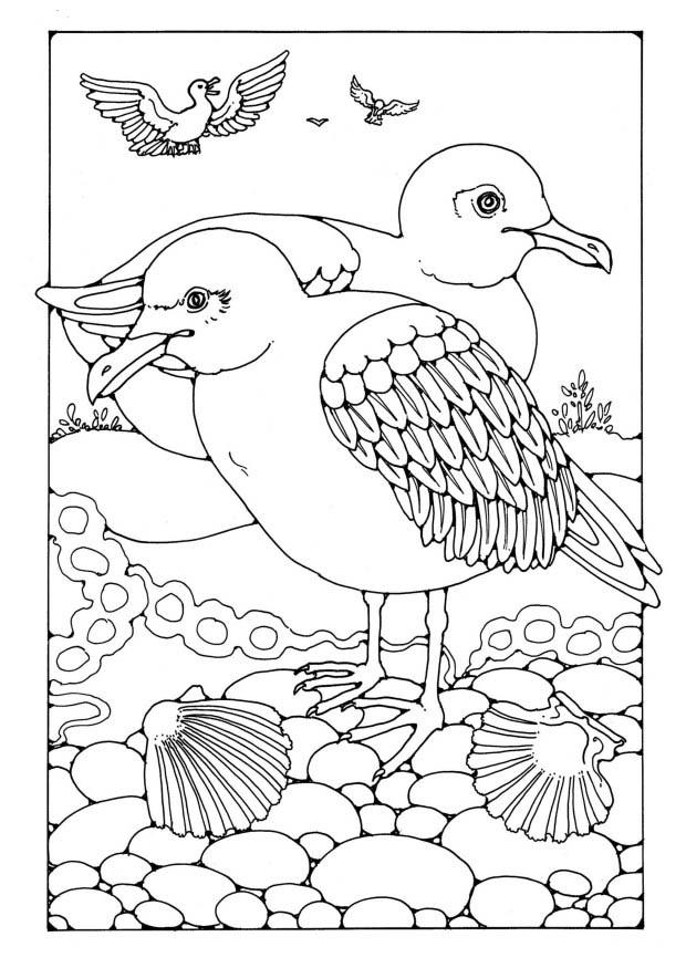 gaviotas Dibujo para colorear gaviotas