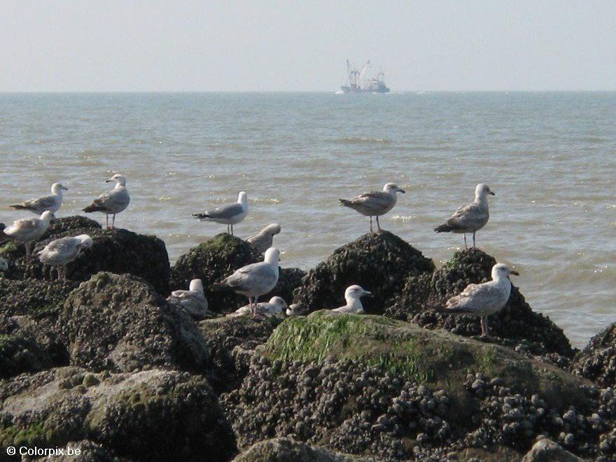 gaviotas Foto gaviotas