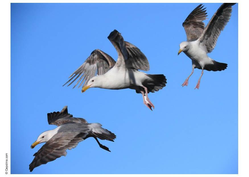 gaviotas Foto gaviotas