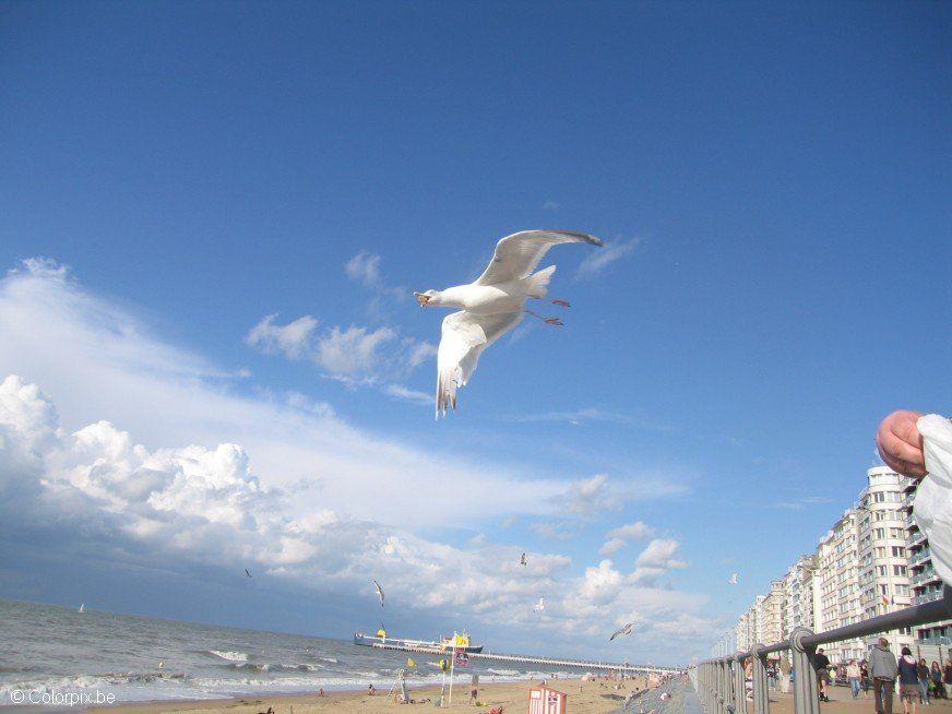 Foto gaviotas en la playa
