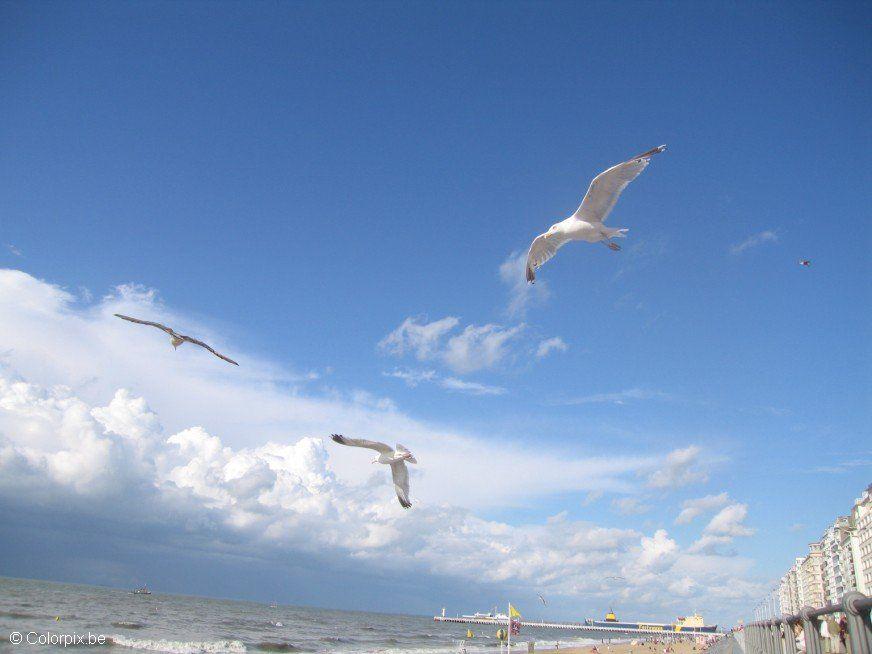 Foto gaviotas en la playa