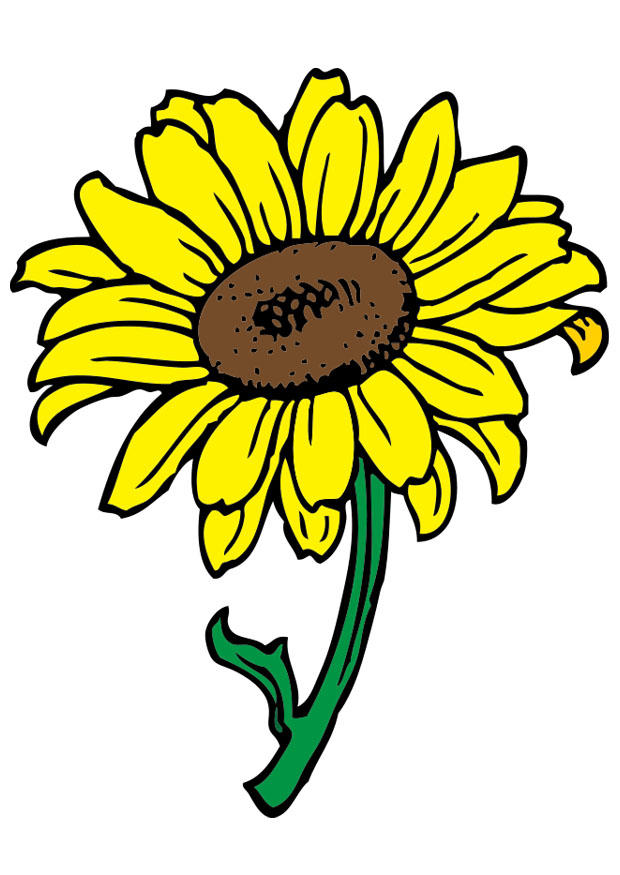 girasol Imagen girasol
