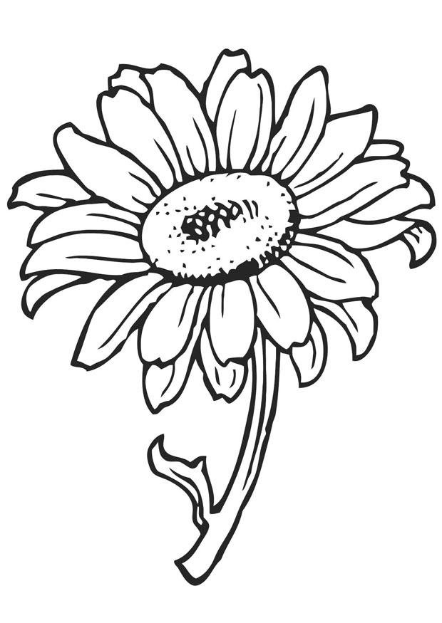 girasol Dibujo para colorear girasol