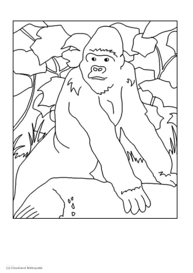 gorila Dibujo para colorear gorila