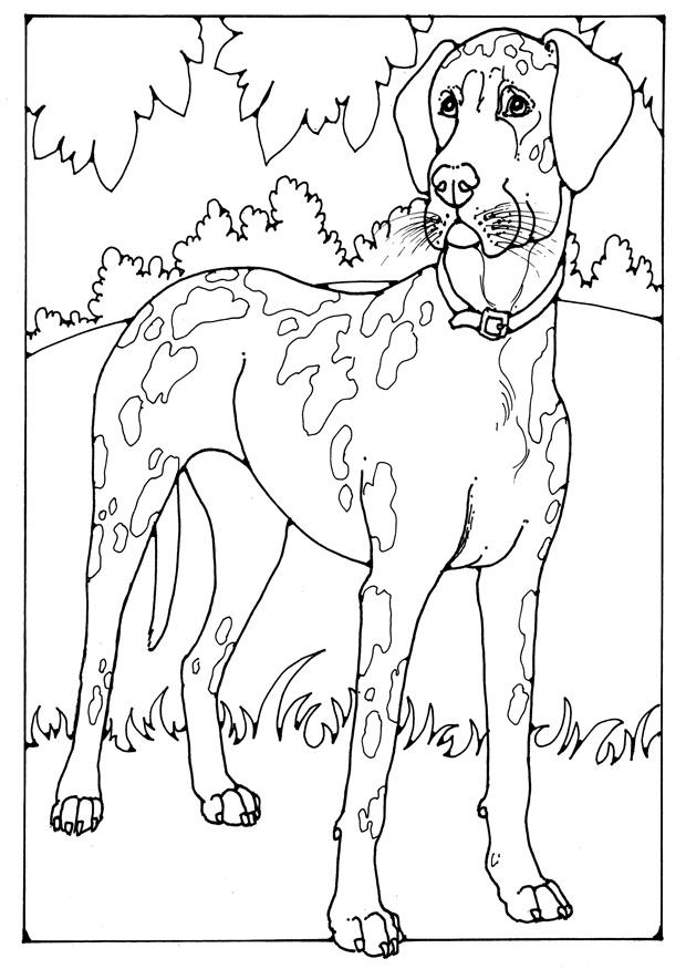 gran danA©s Dibujo para colorear gran danA©s