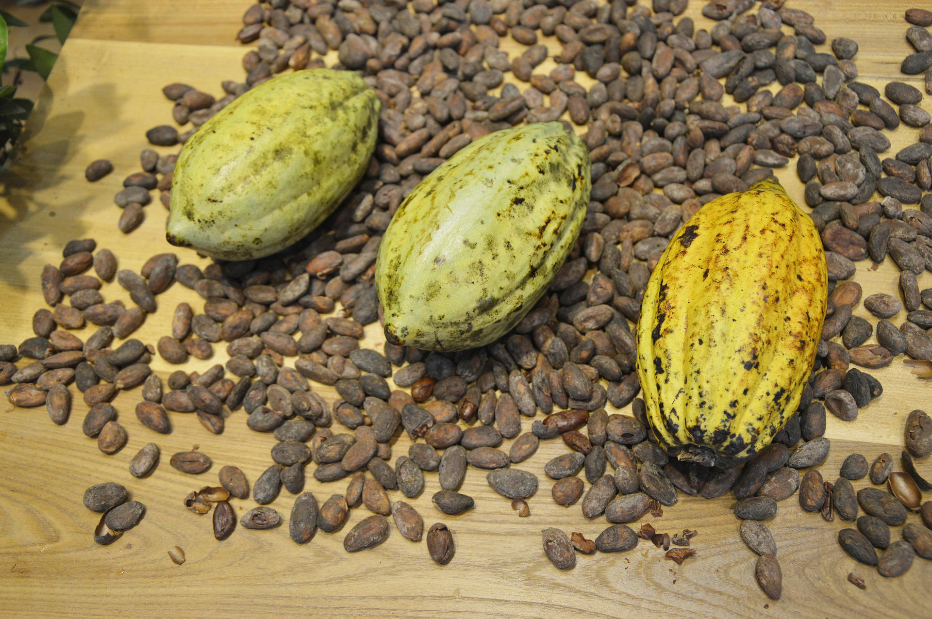 granos de cacao Foto granos de cacao