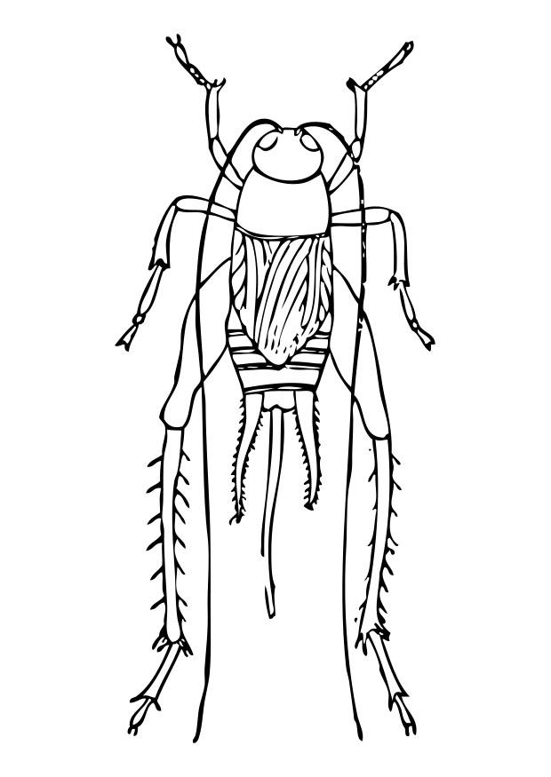 Dibujo para colorear grillo