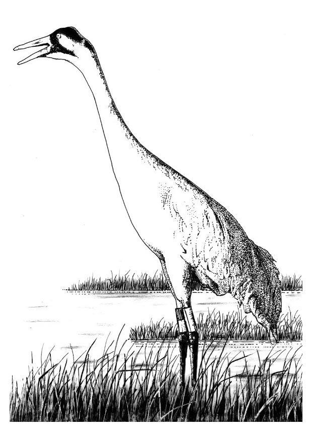 grulla Dibujo para colorear grulla