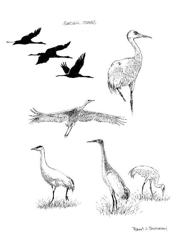 grullas Dibujo para colorear grullas