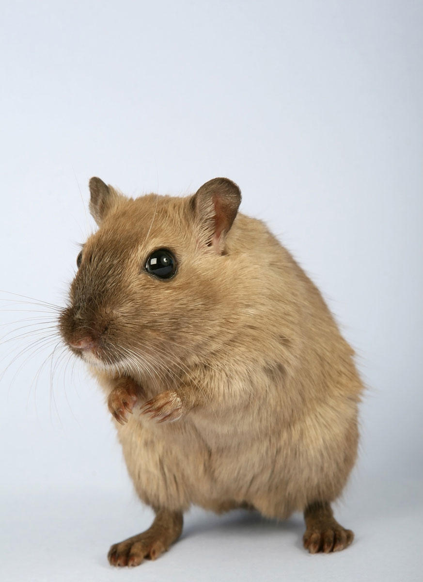 hamster Foto hamster