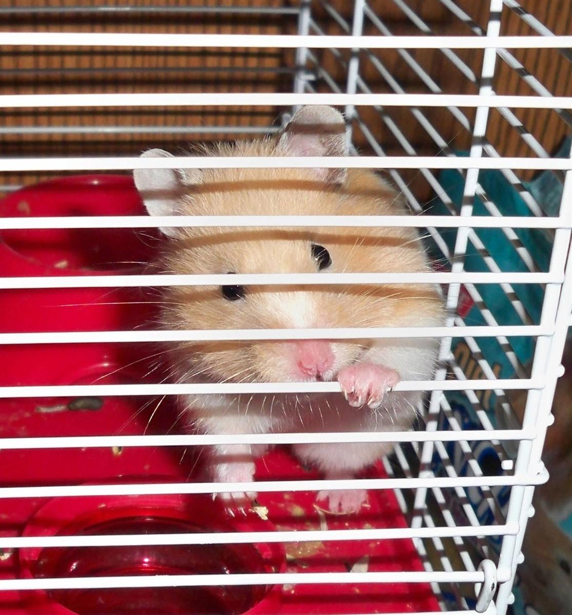 hamster en jaula Foto hamster en jaula