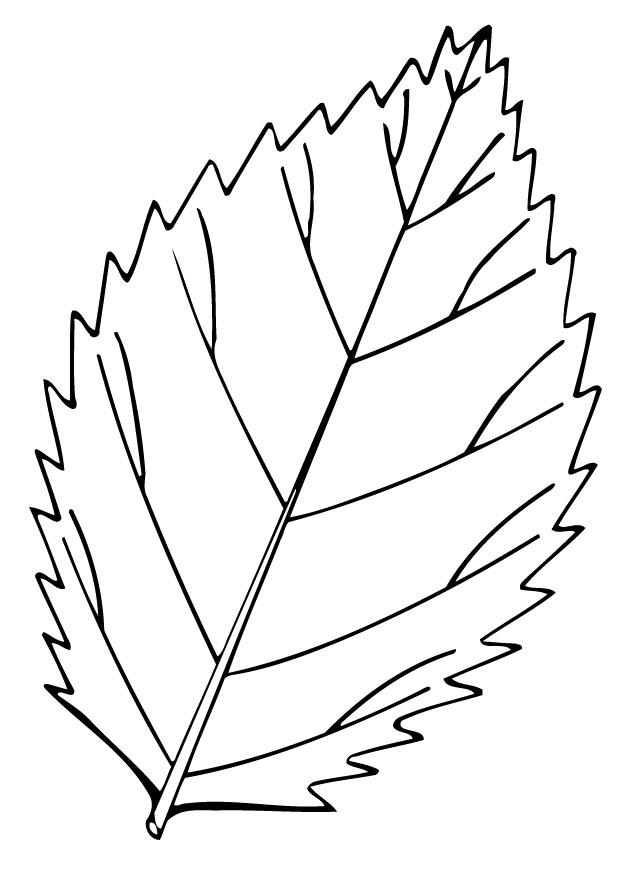 hoja Dibujo para colorear hoja