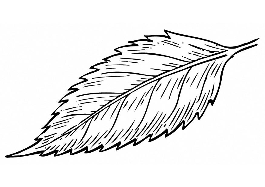 hoja Dibujo para colorear hoja