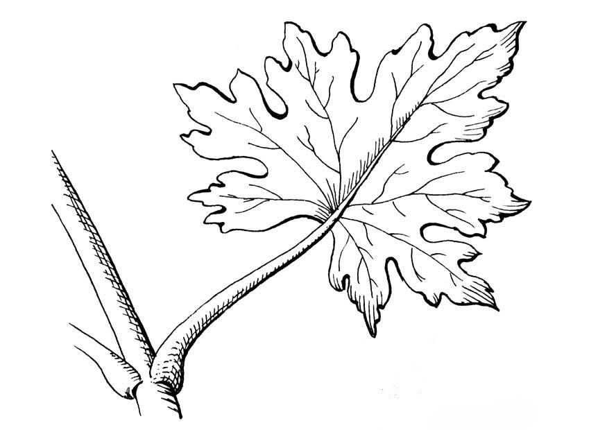 hoja Dibujo para colorear hoja