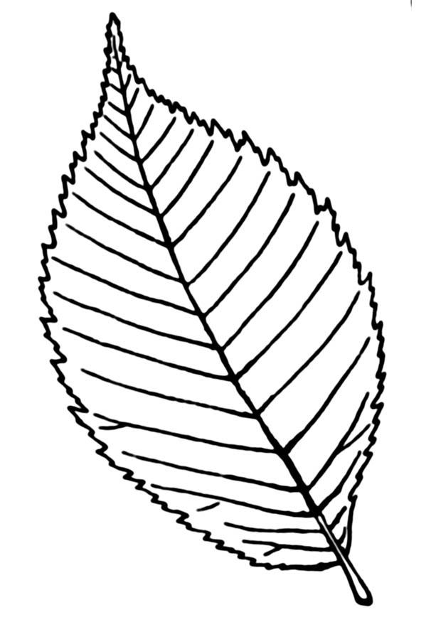 hoja Dibujo para colorear hoja