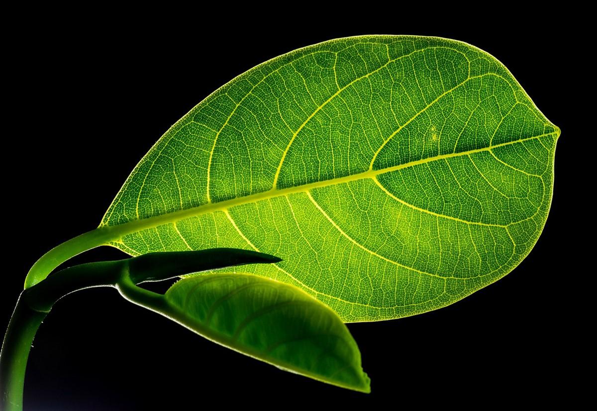hoja con nervios Foto hoja con nervios