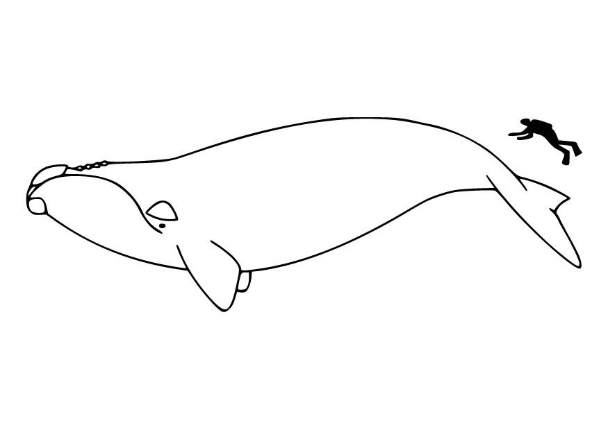 hombre y ballena Dibujo para colorear hombre y ballena
