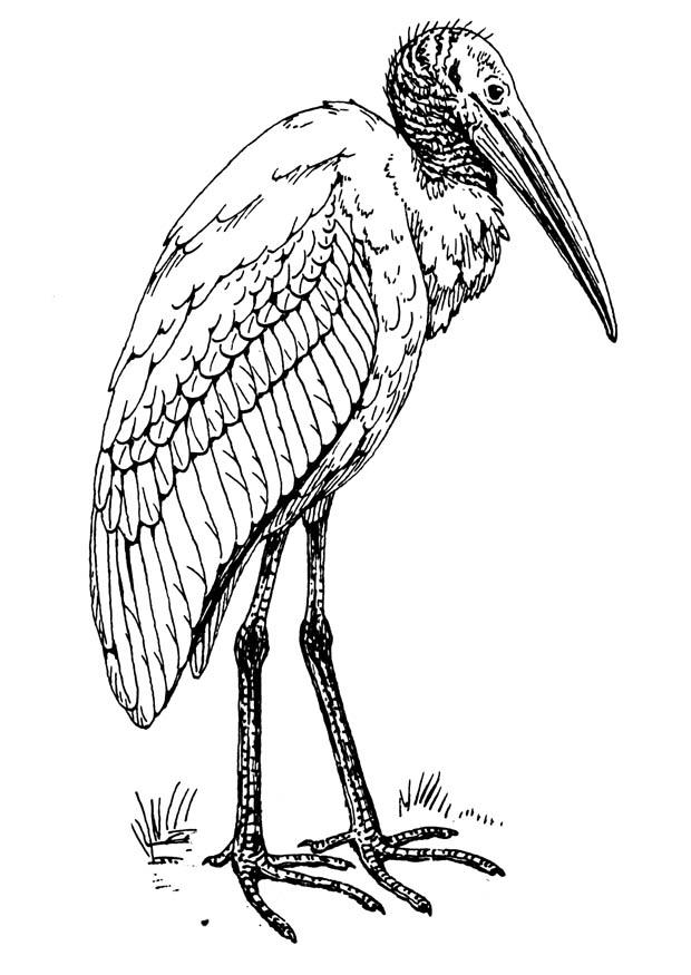 ibis Dibujo para colorear ibis