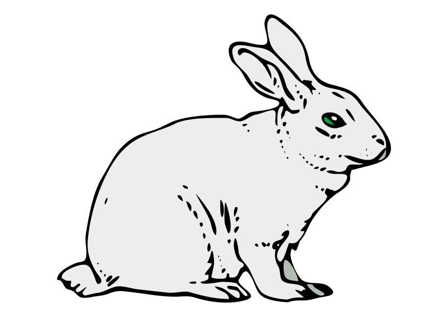 Imagen conejo