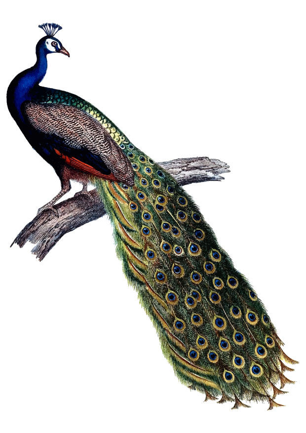 Imagen pavo real