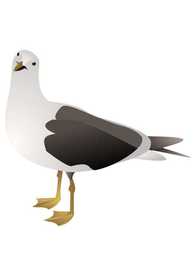 Imagen pA¡jaro - gaviota