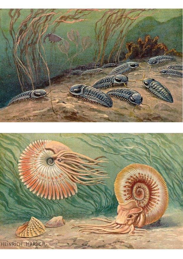 Imagen trilobitos y ammonoideos