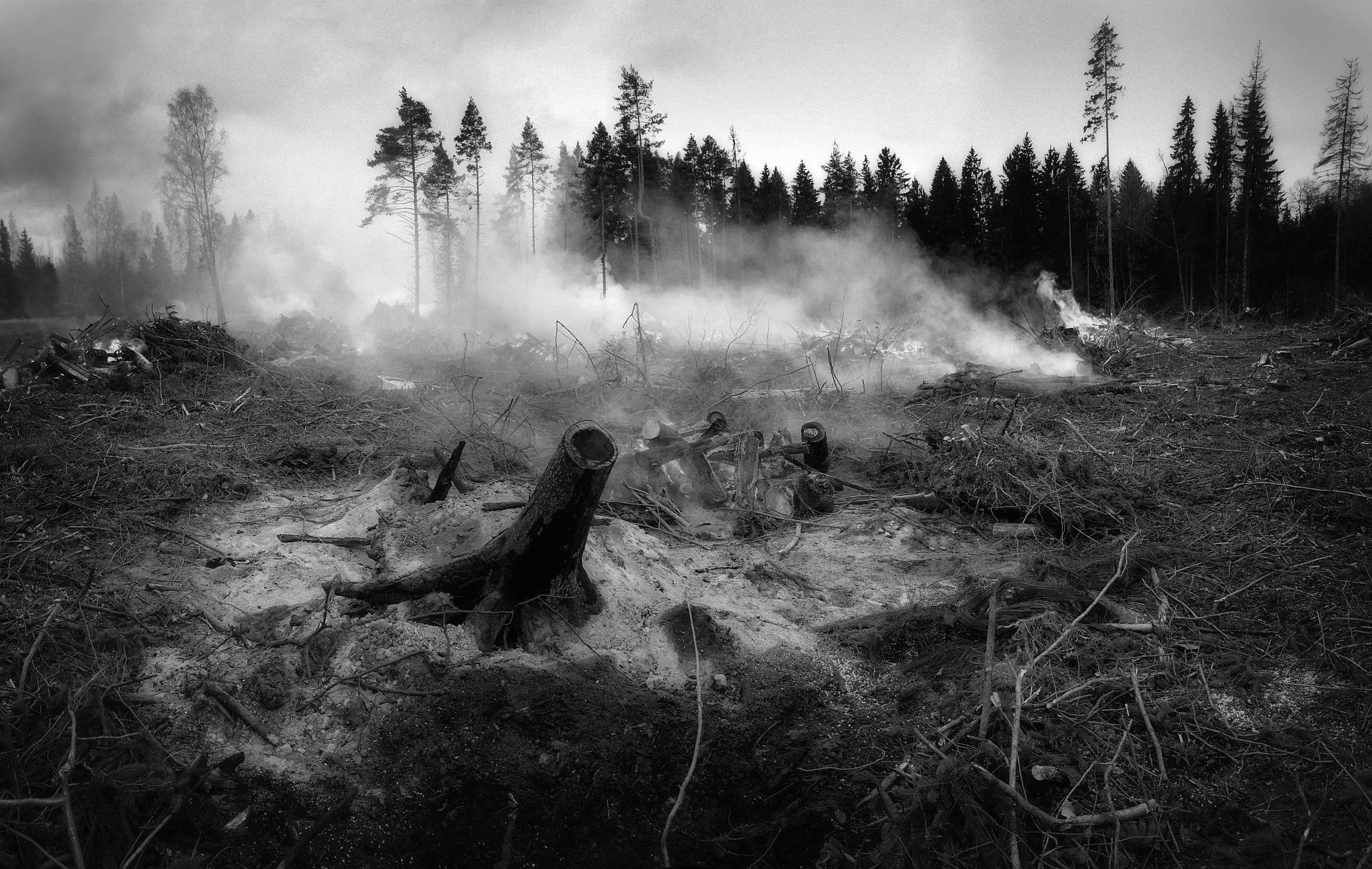 incendio forestal Foto incendio forestal