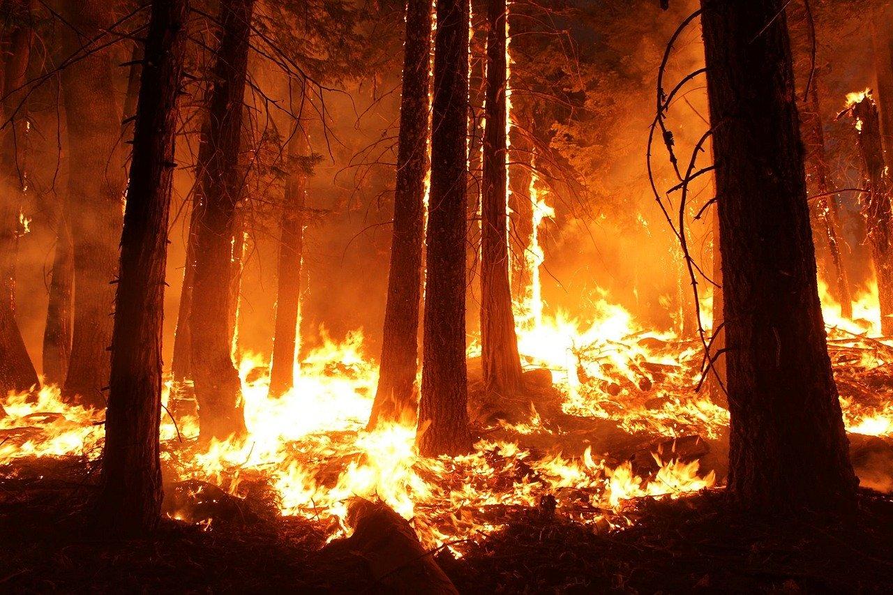 incendio forestal Foto incendio forestal