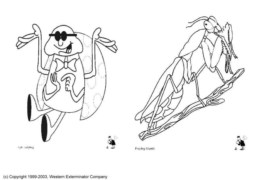 insectos Dibujo para colorear insectos